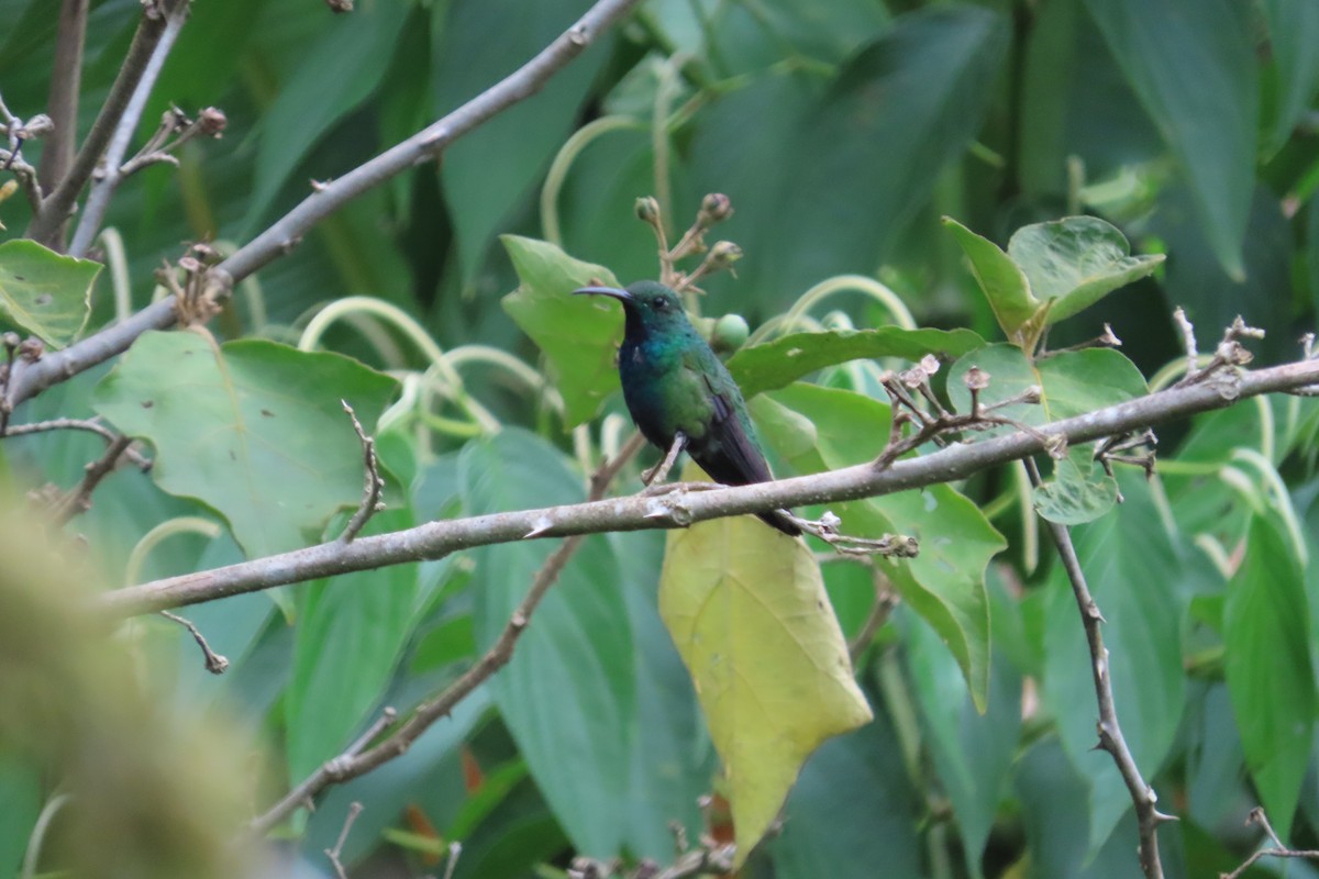 Green-breasted Mango - ML642816196
