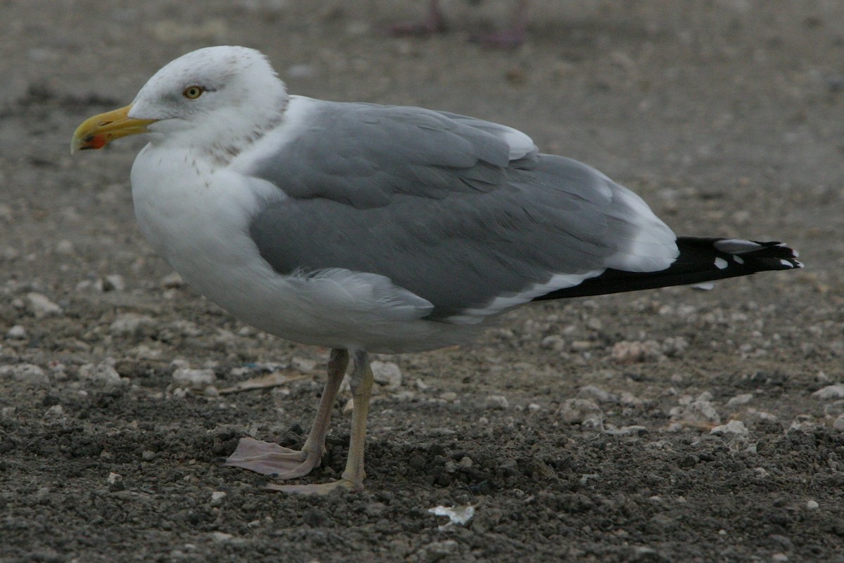 Kelp x American Herring Gull (hybrid) - ML642816197
