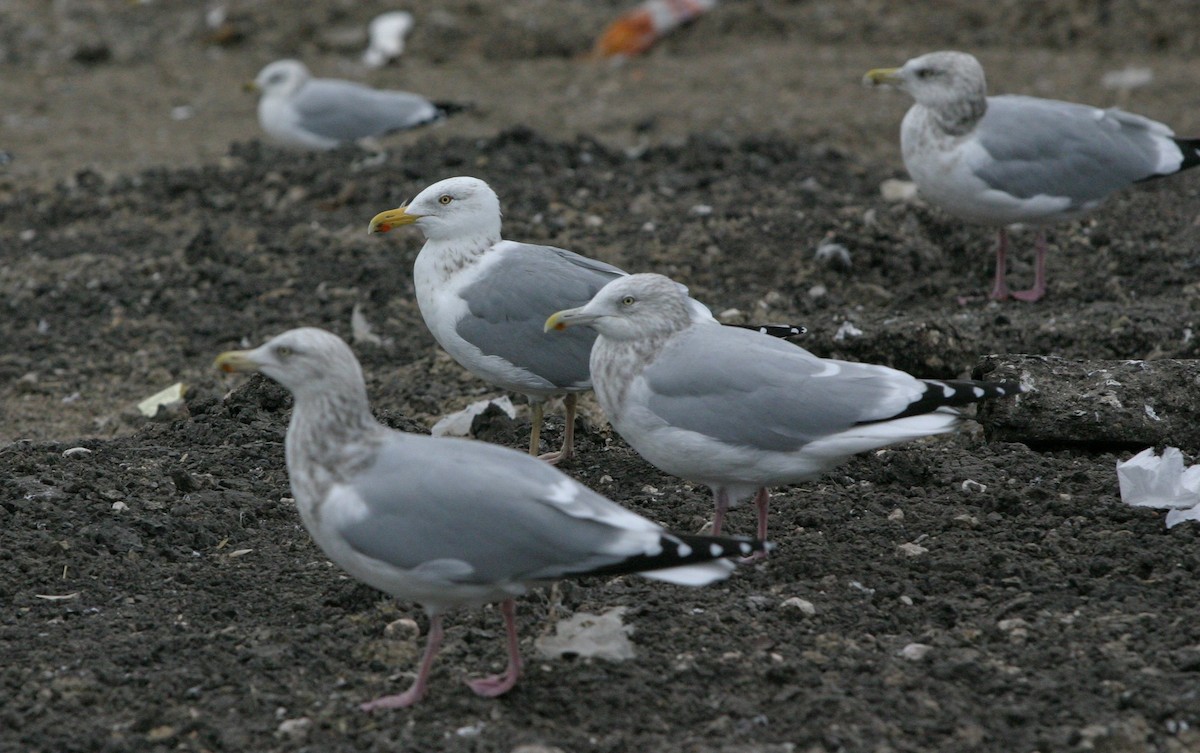 Kelp x American Herring Gull (hybrid) - ML642816198