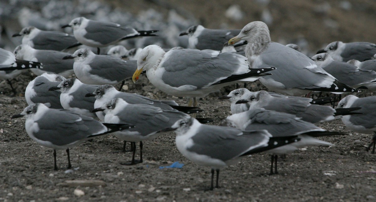Kelp x American Herring Gull (hybrid) - ML642816204