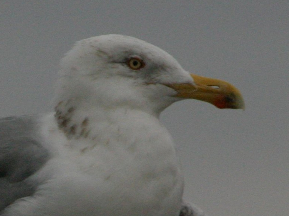 Kelp x American Herring Gull (hybrid) - ML642816205