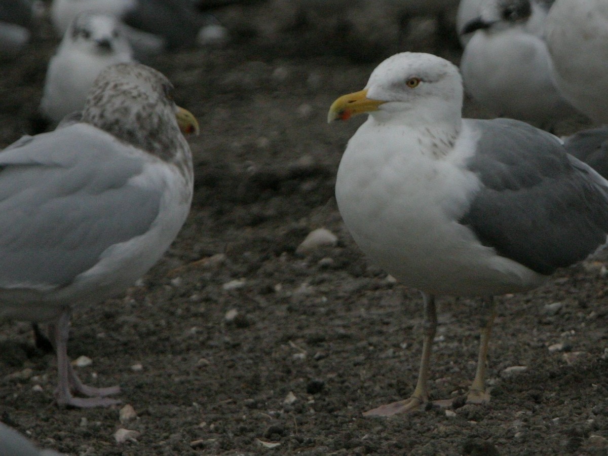 Kelp x American Herring Gull (hybrid) - ML642816206
