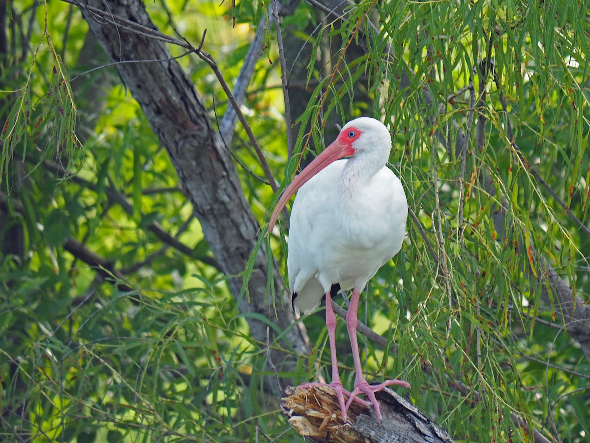 White Ibis - ML642816210