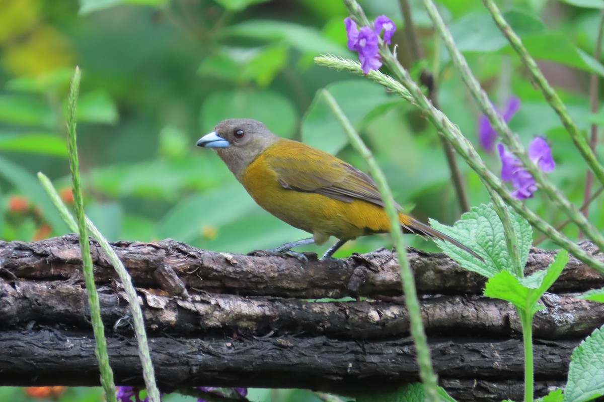 Scarlet-rumped Tanager (Passerini's) - ML642816212
