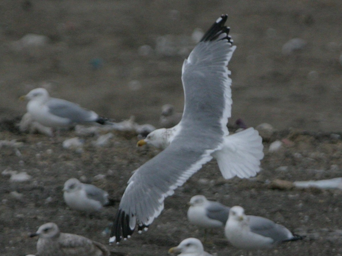 Kelp x American Herring Gull (hybrid) - ML642816213