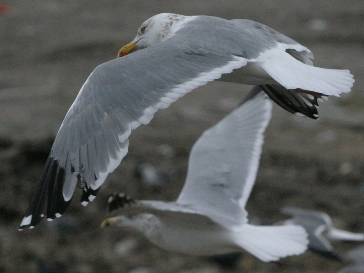 Kelp x American Herring Gull (hybrid) - ML642816214