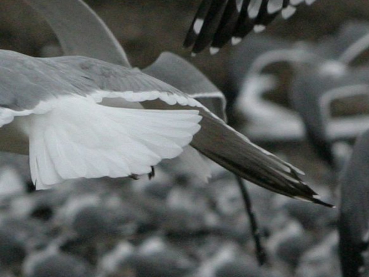 Kelp x American Herring Gull (hybrid) - ML642816220