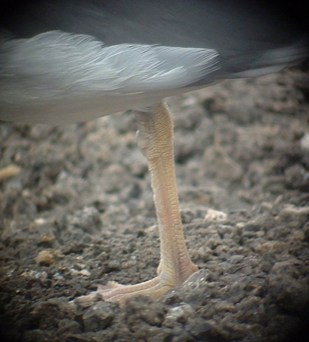 Kelp x American Herring Gull (hybrid) - ML642816221
