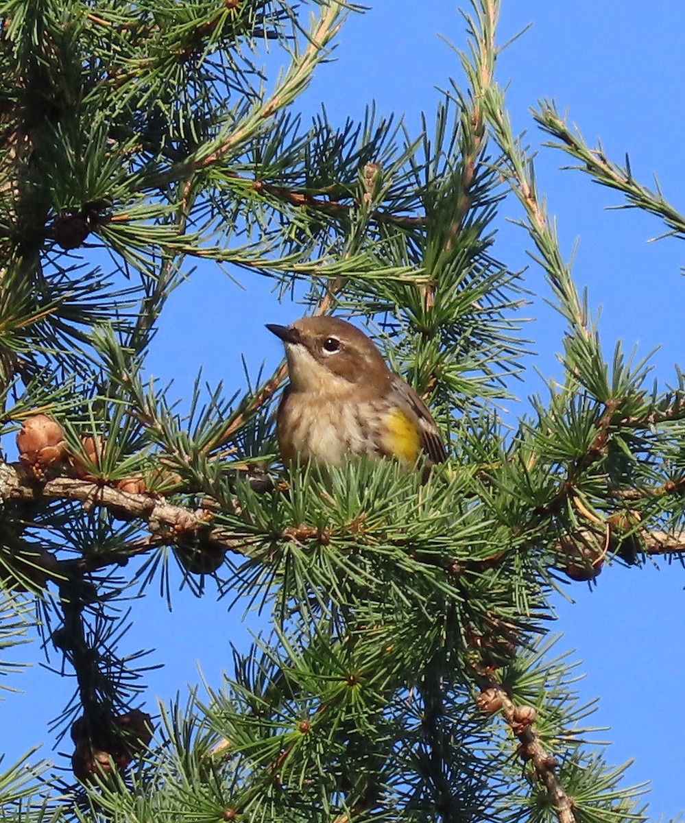 Yellow-rumped Warbler - ML642816244