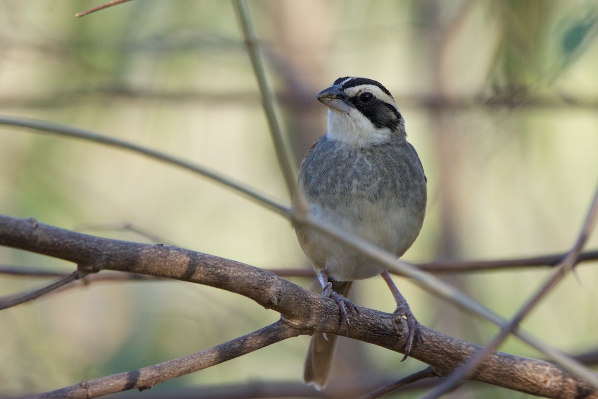 Stripe-headed Sparrow - ML642816245