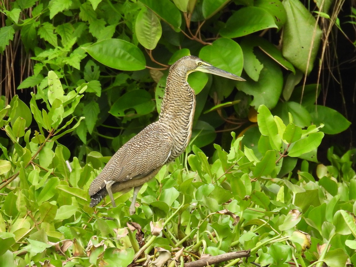 Bare-throated Tiger-Heron - ML642816247