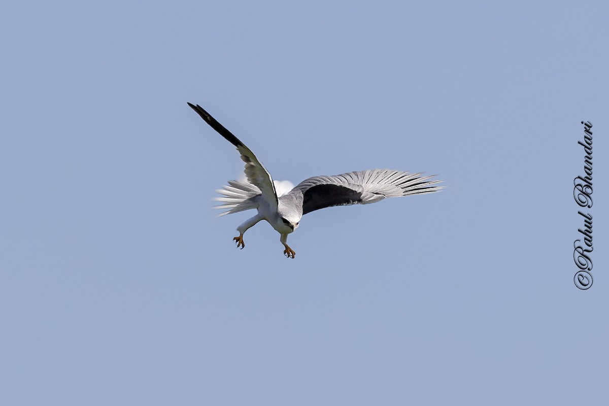 Black-winged Kite - ML642816250