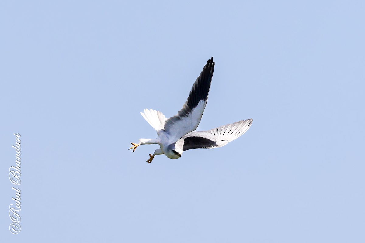 Black-winged Kite - ML642816251