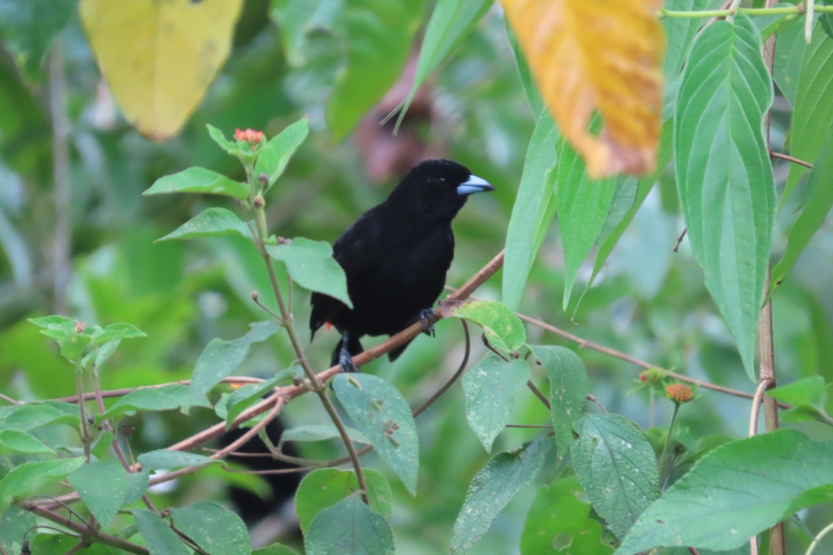 Scarlet-rumped Tanager (Passerini's) - ML642816254