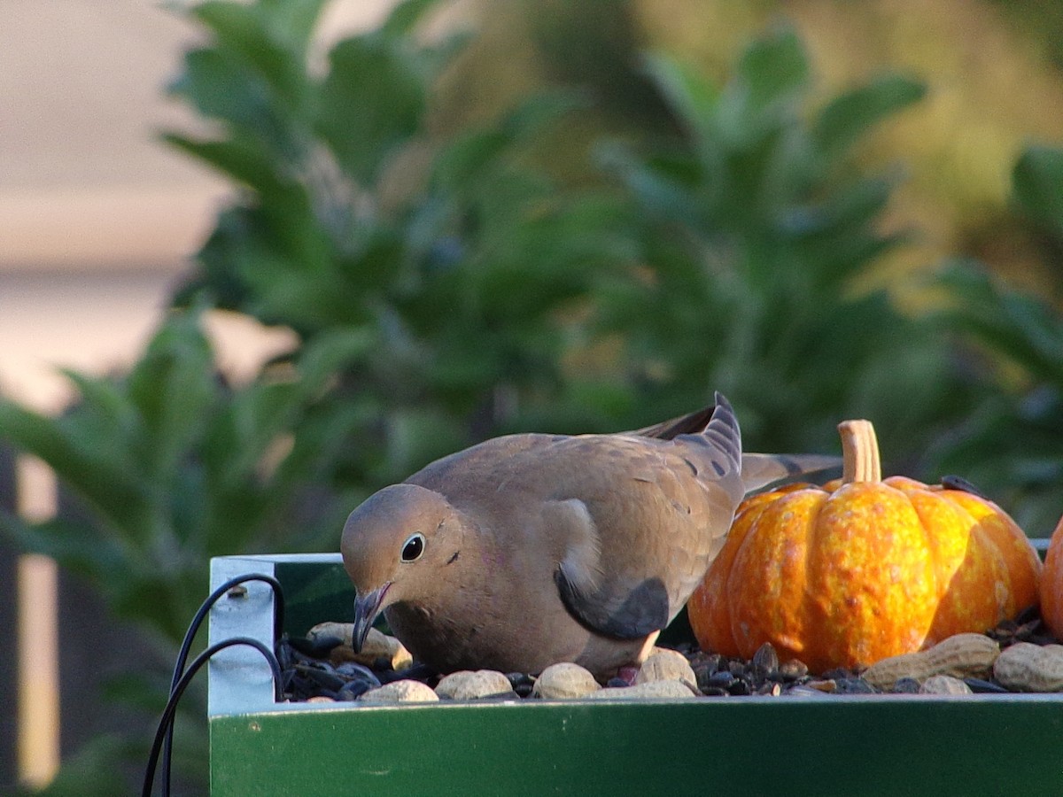 Mourning Dove - ML642816257