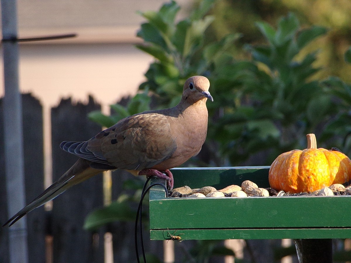 Mourning Dove - ML642816261