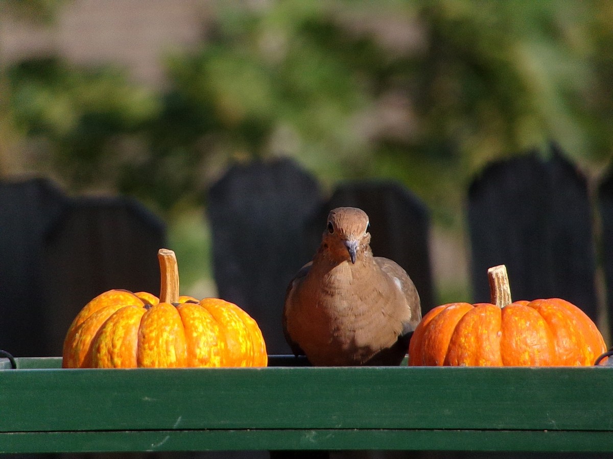 Mourning Dove - ML642816270