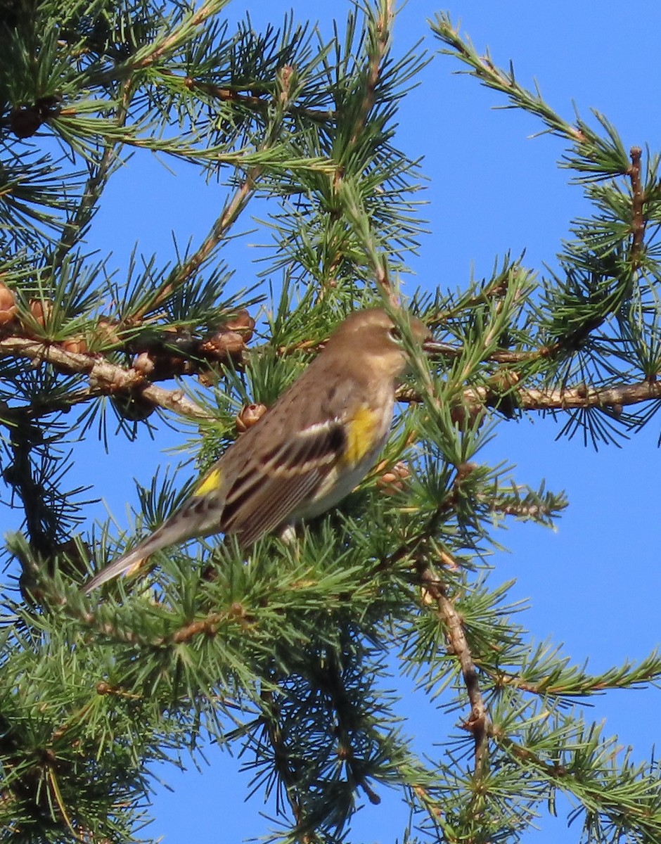 Yellow-rumped Warbler - ML642816273