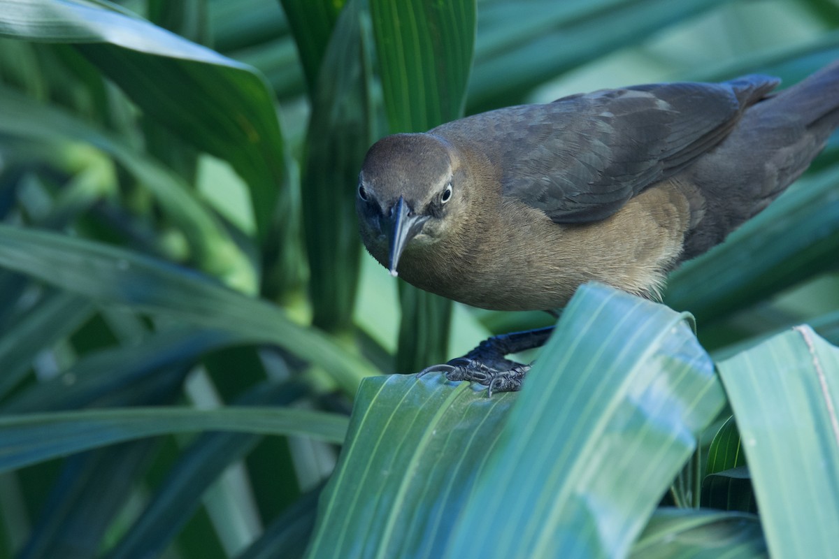 Great-tailed Grackle - ML642816274