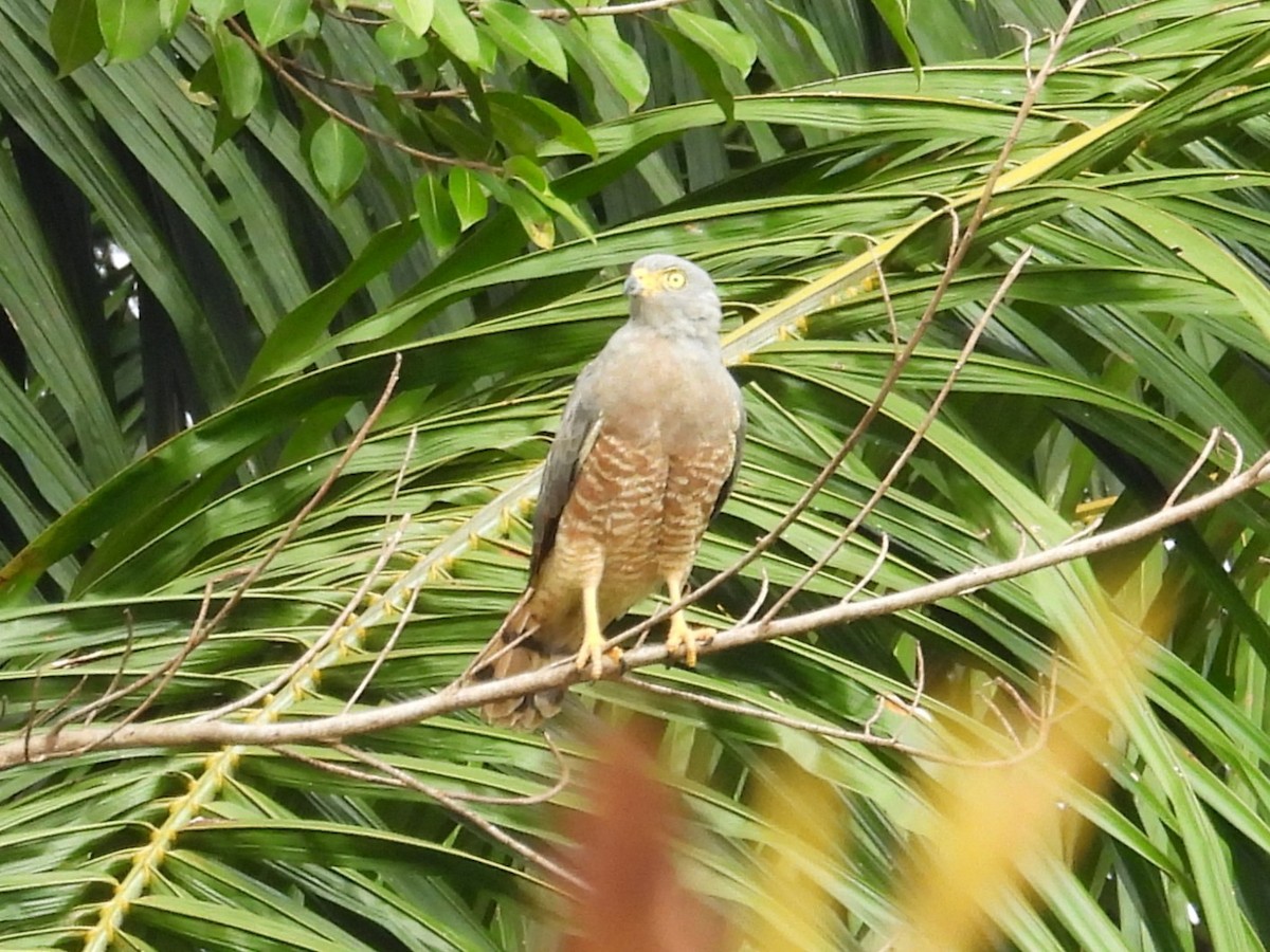 Roadside Hawk - ML642816281