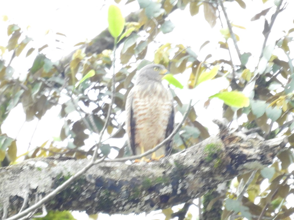 Roadside Hawk - ML642816282