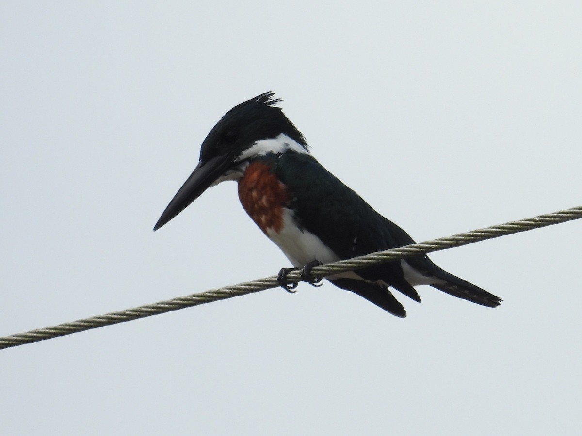 Martin-pêcheur d'Amazonie - ML642816290