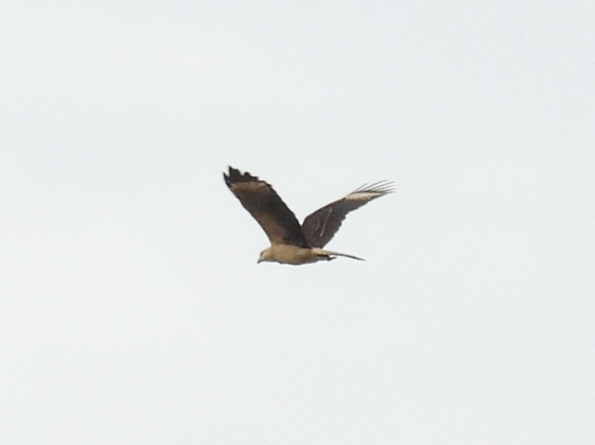 Yellow-headed Caracara - ML642816293