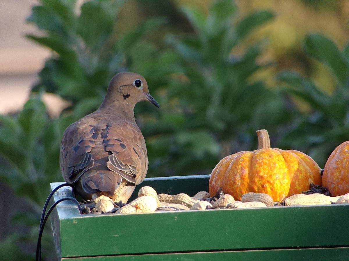 Mourning Dove - ML642816295