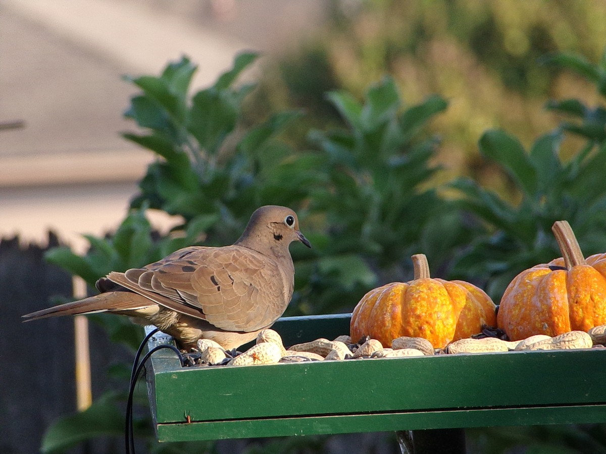 Mourning Dove - ML642816296