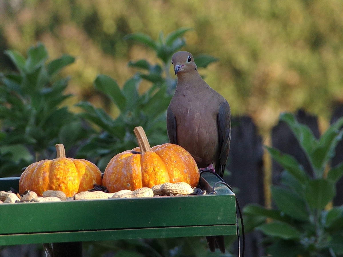 Mourning Dove - ML642816297