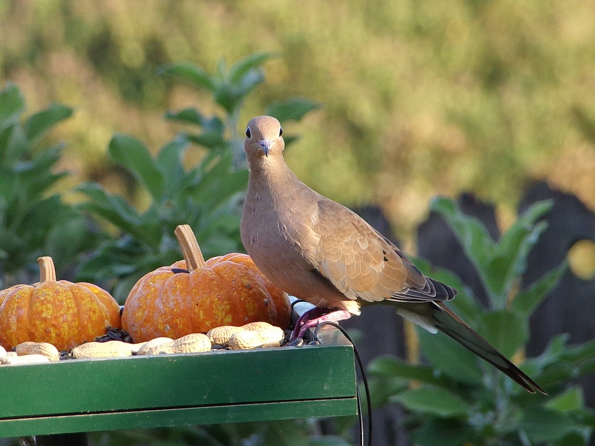 Mourning Dove - ML642816298
