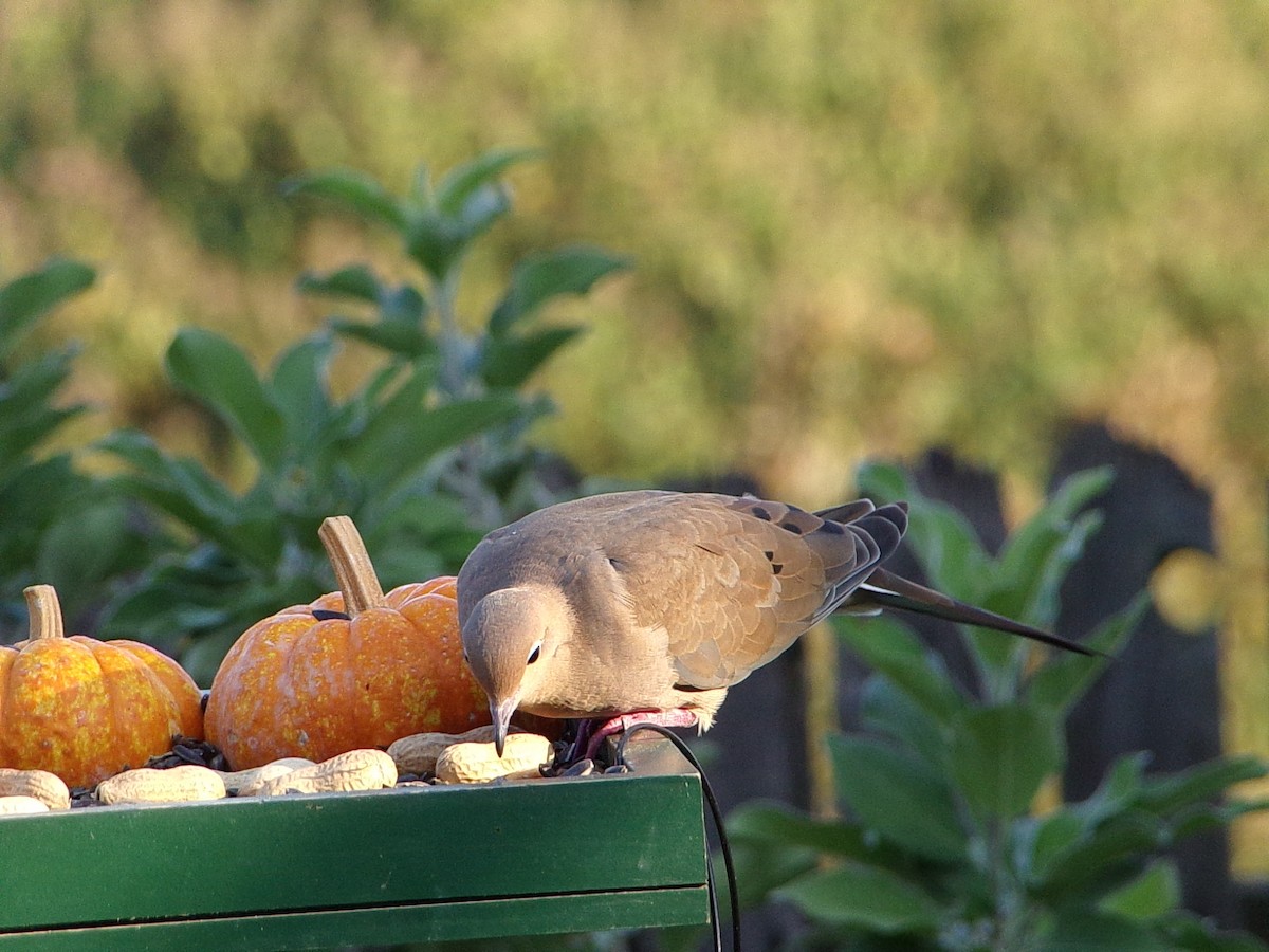Mourning Dove - ML642816299
