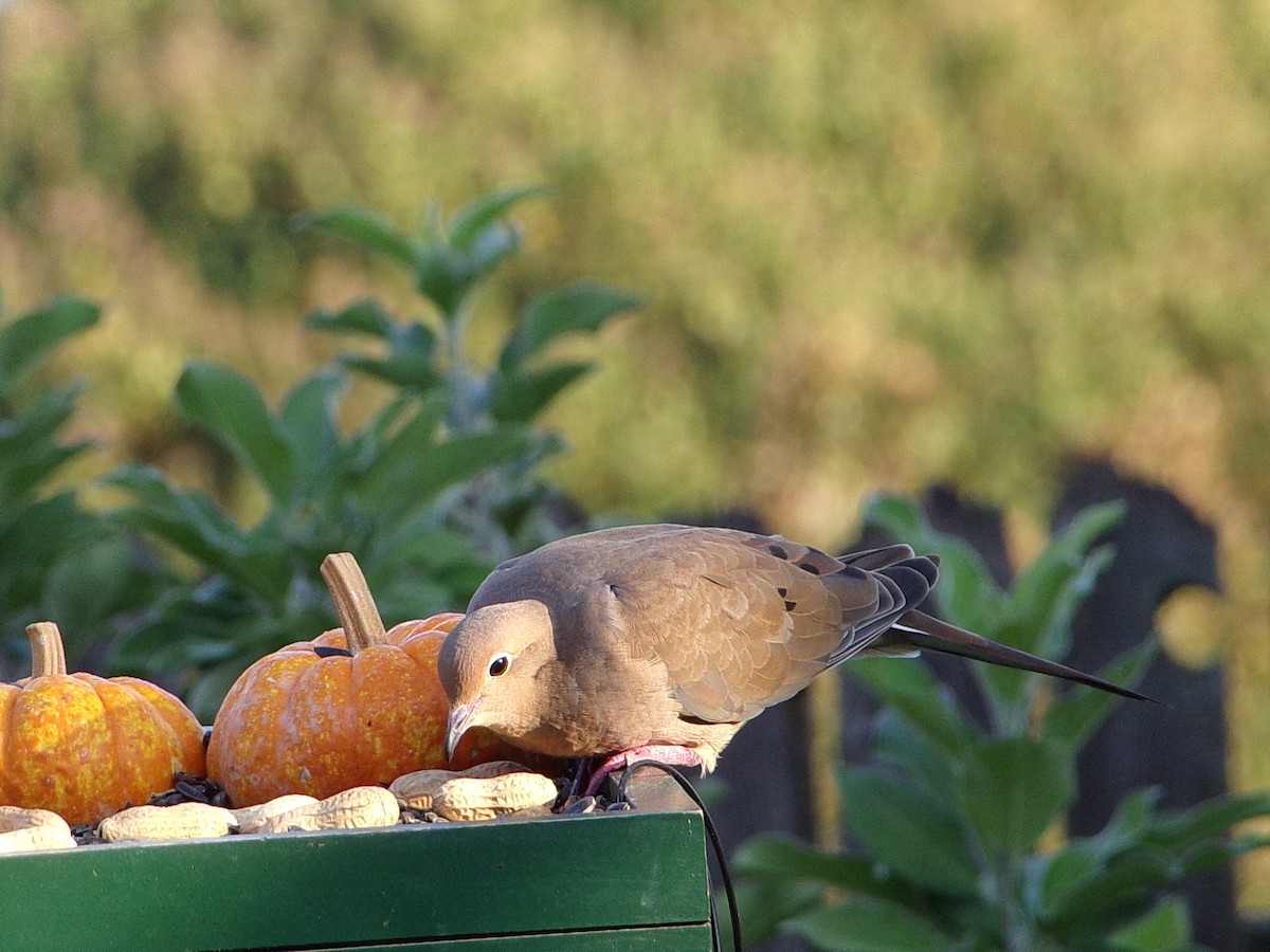 Mourning Dove - ML642816301
