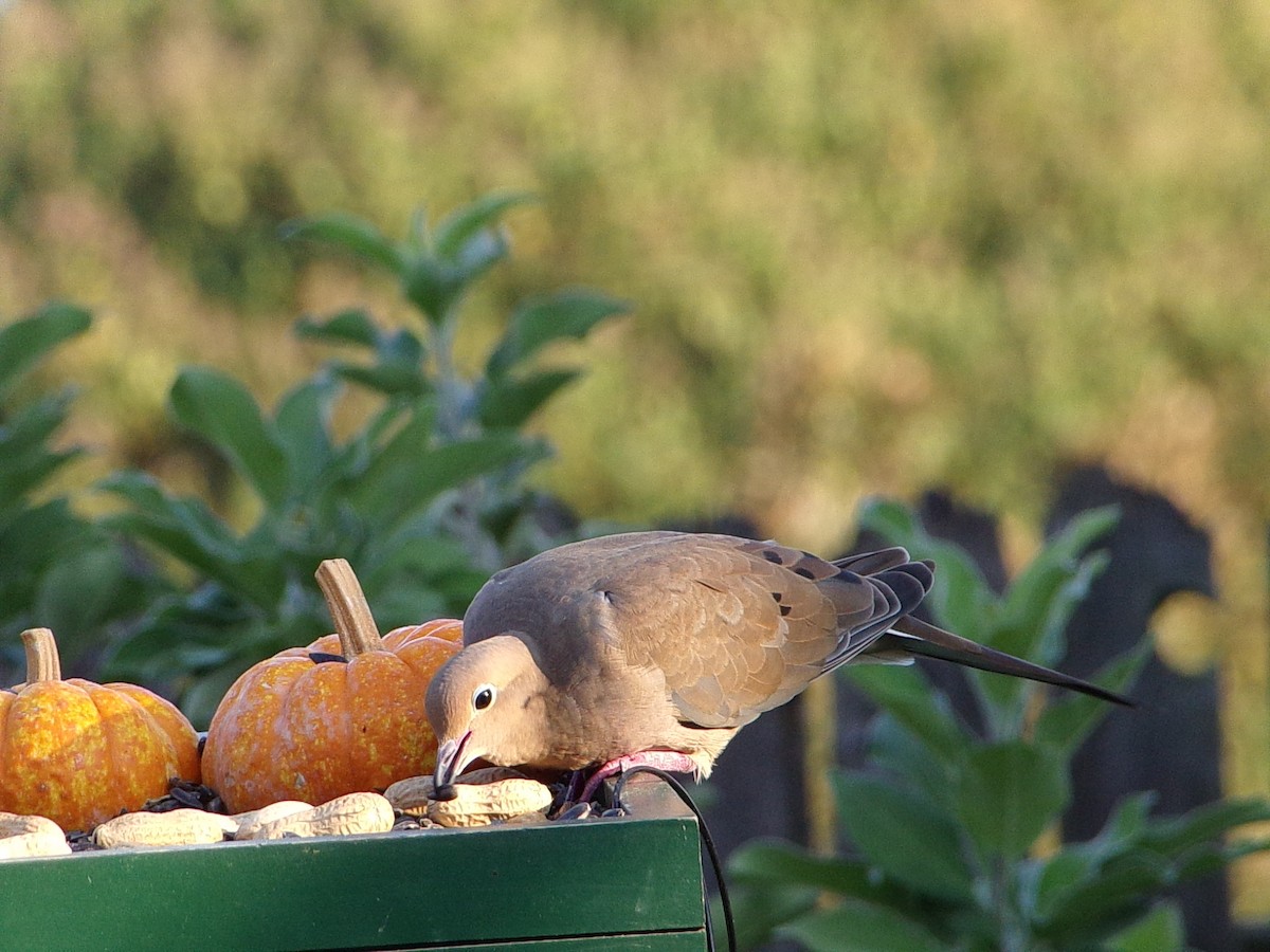 Mourning Dove - ML642816302
