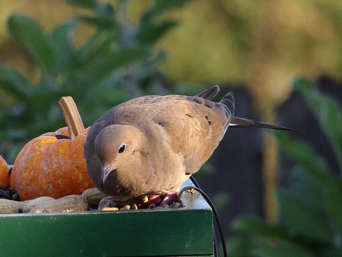Mourning Dove - ML642816303