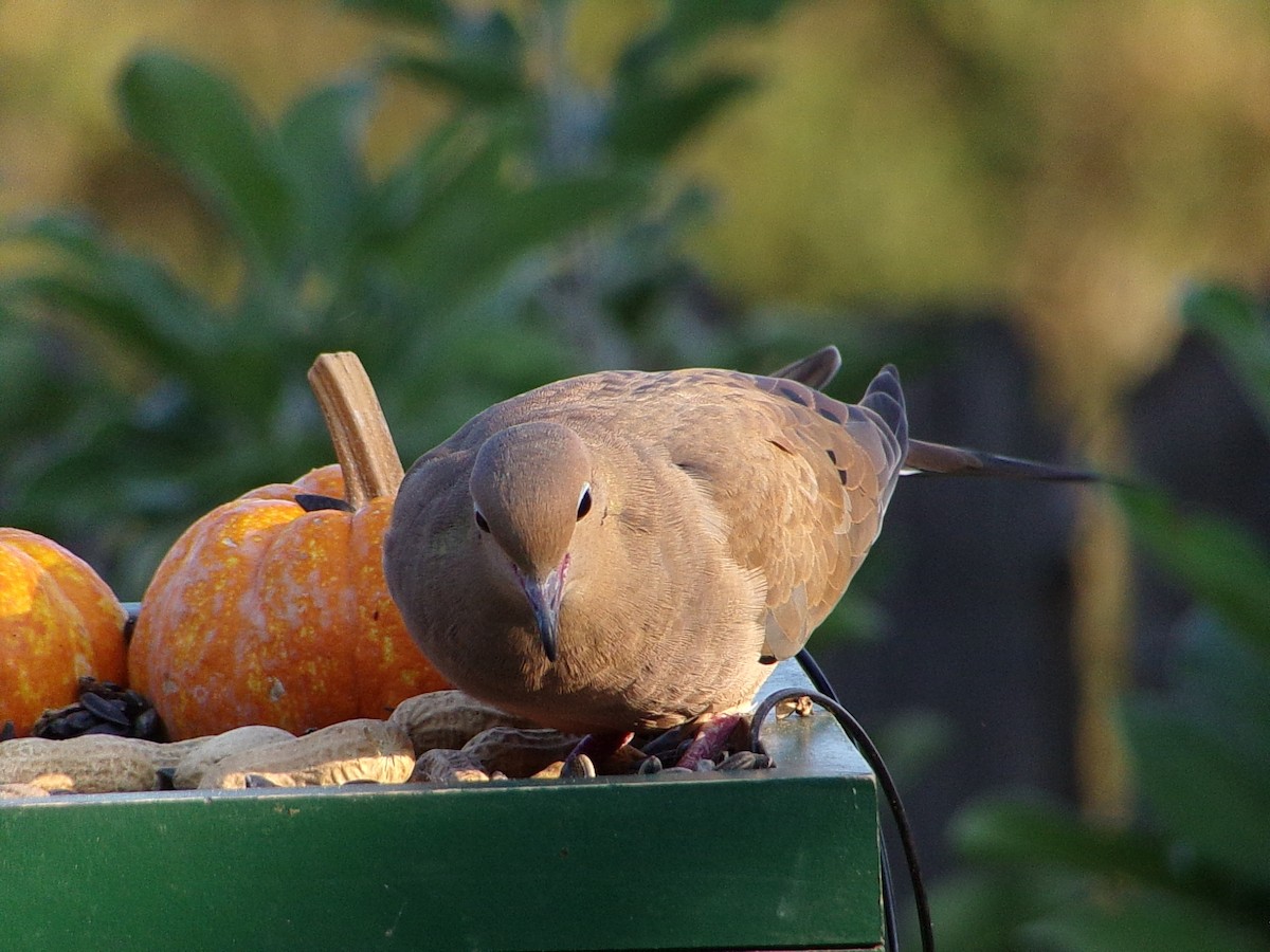 Mourning Dove - ML642816305