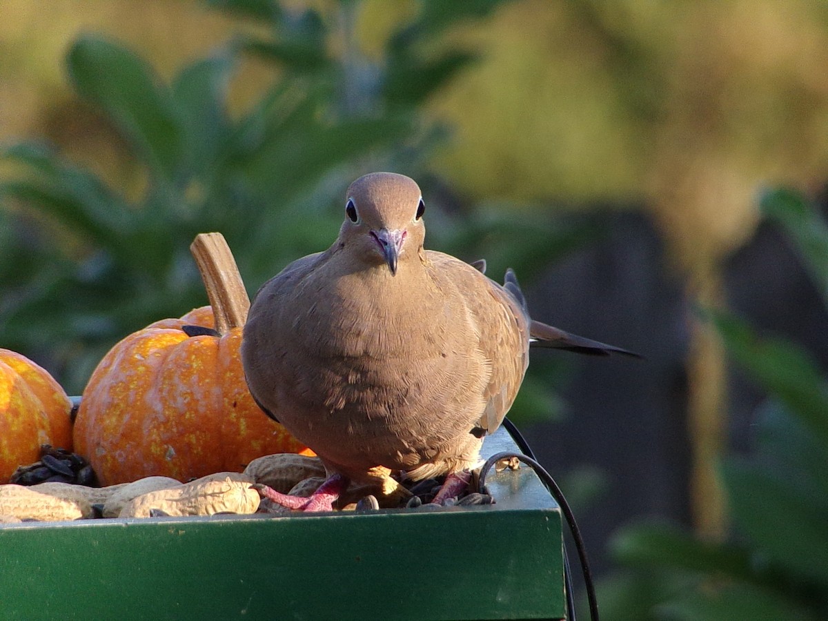 Mourning Dove - ML642816306