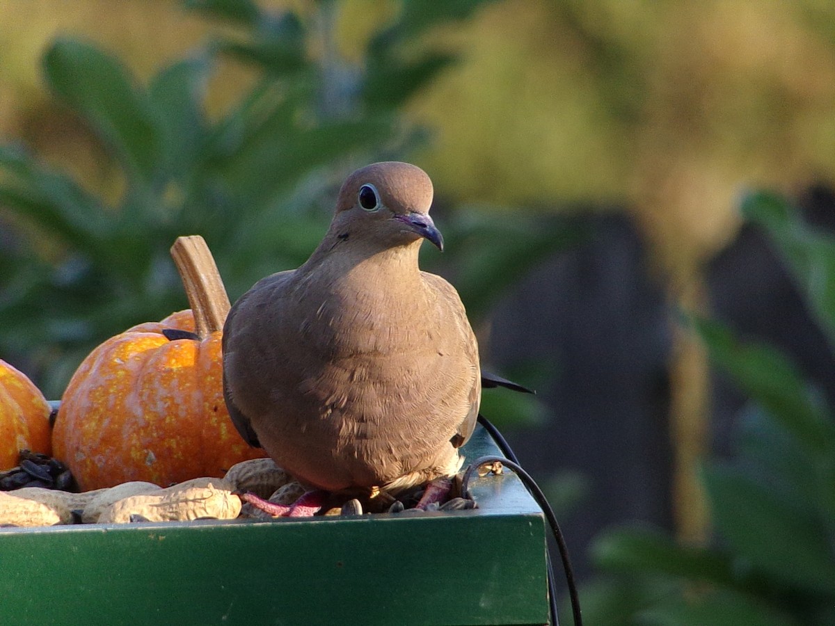 Mourning Dove - ML642816307