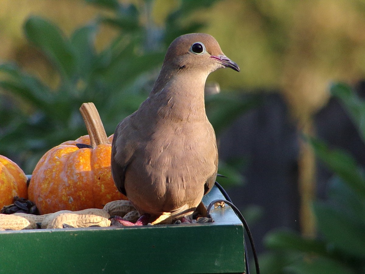 Mourning Dove - ML642816308