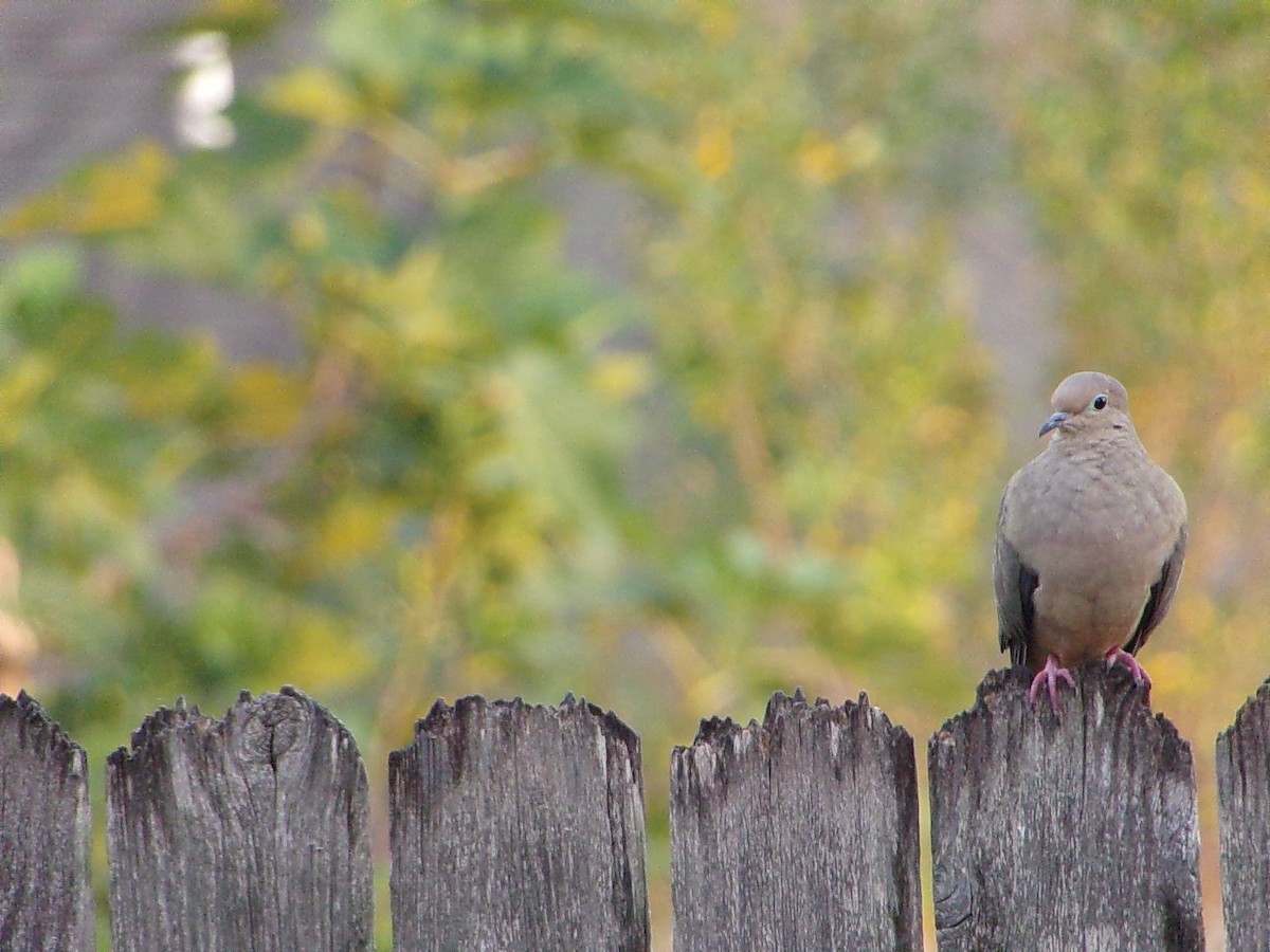 Mourning Dove - ML642816309