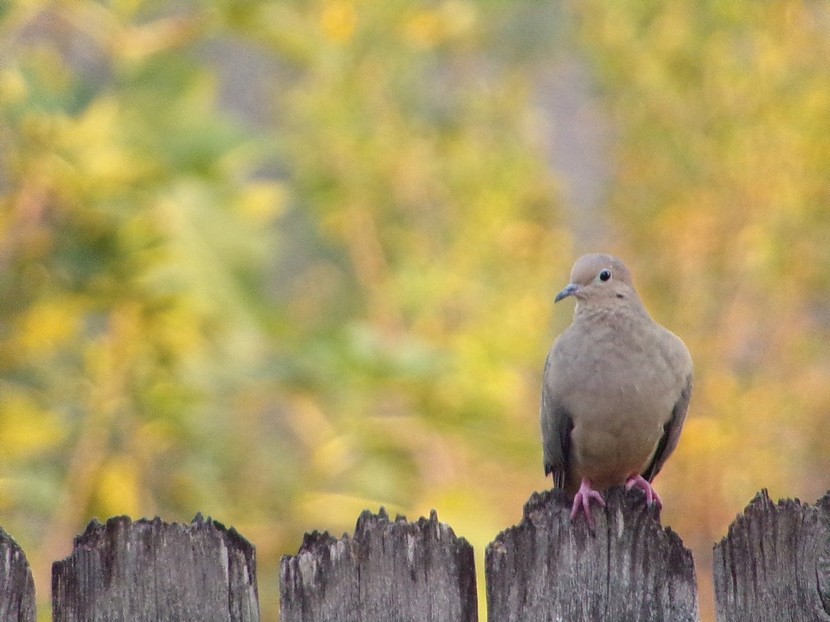 Mourning Dove - ML642816310
