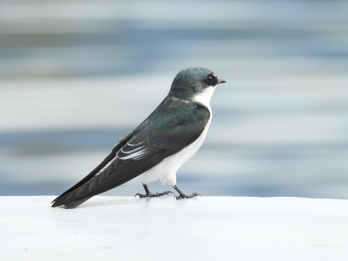 Mangrove Swallow - ML642816311