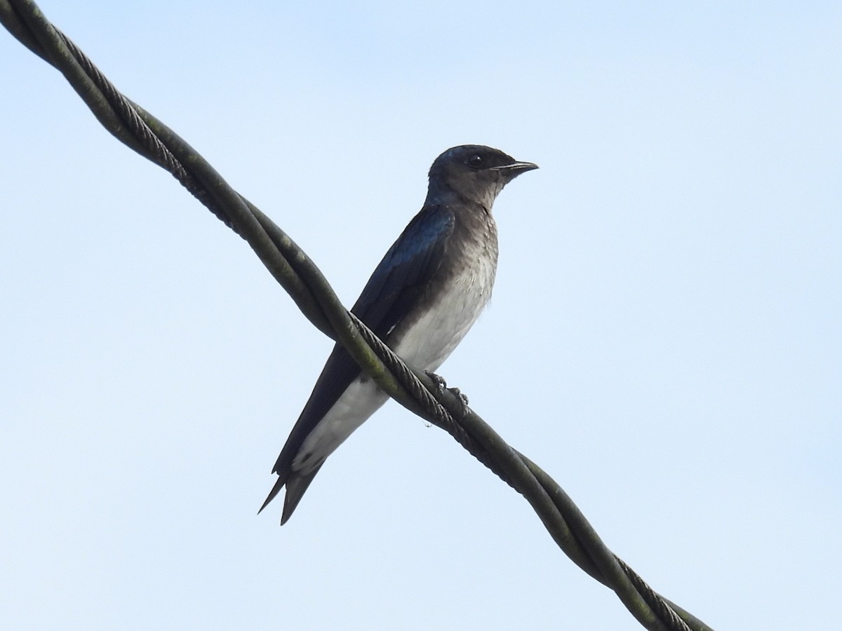 Gray-breasted Martin - ML642816312