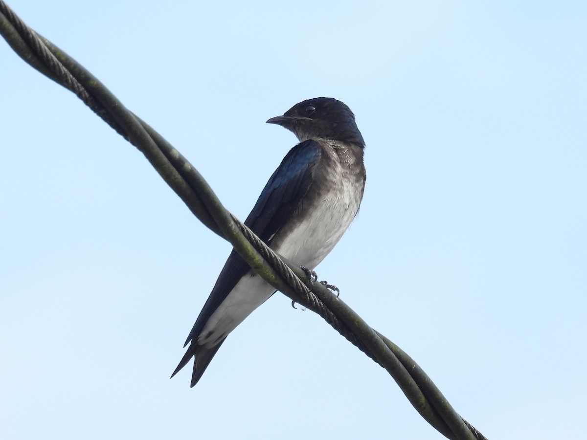 Gray-breasted Martin - ML642816313
