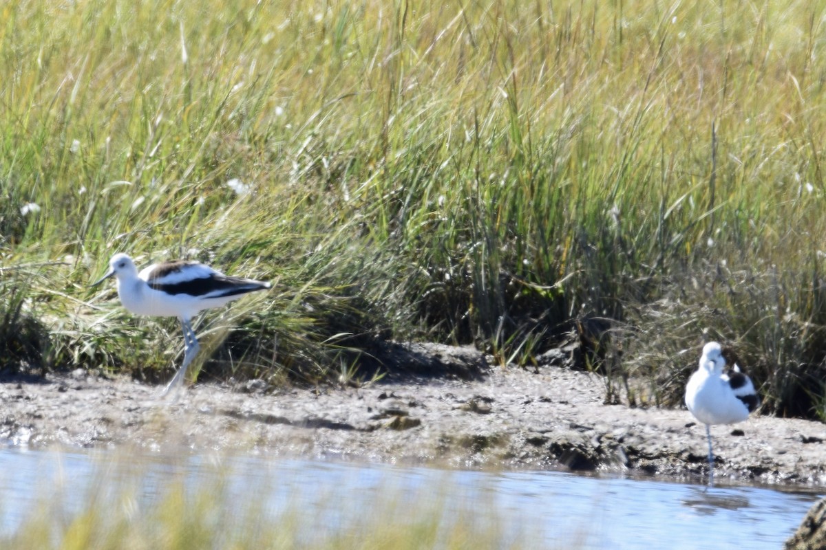 American Avocet - ML642816314