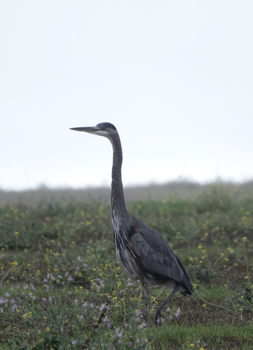 Great Blue Heron - ML642816328