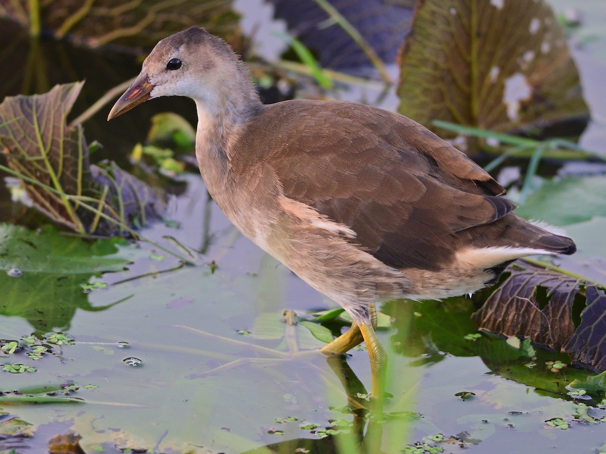 Eurasian Moorhen - ML642816347