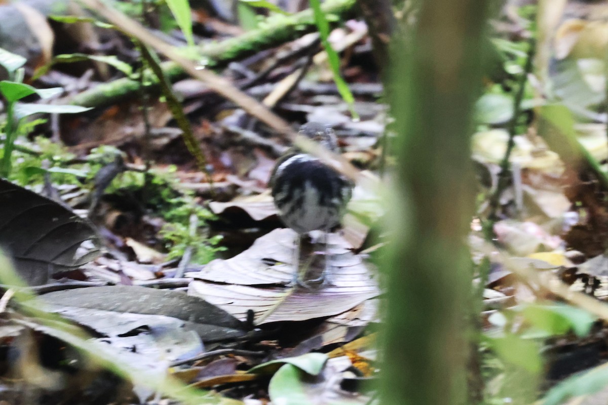 Ringed Antpipit - ML642816365