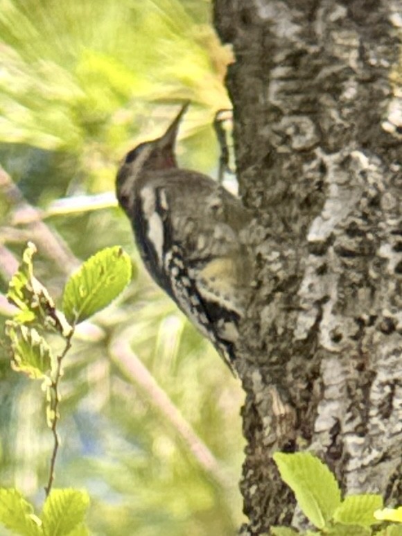 Yellow-bellied Sapsucker - ML642816366