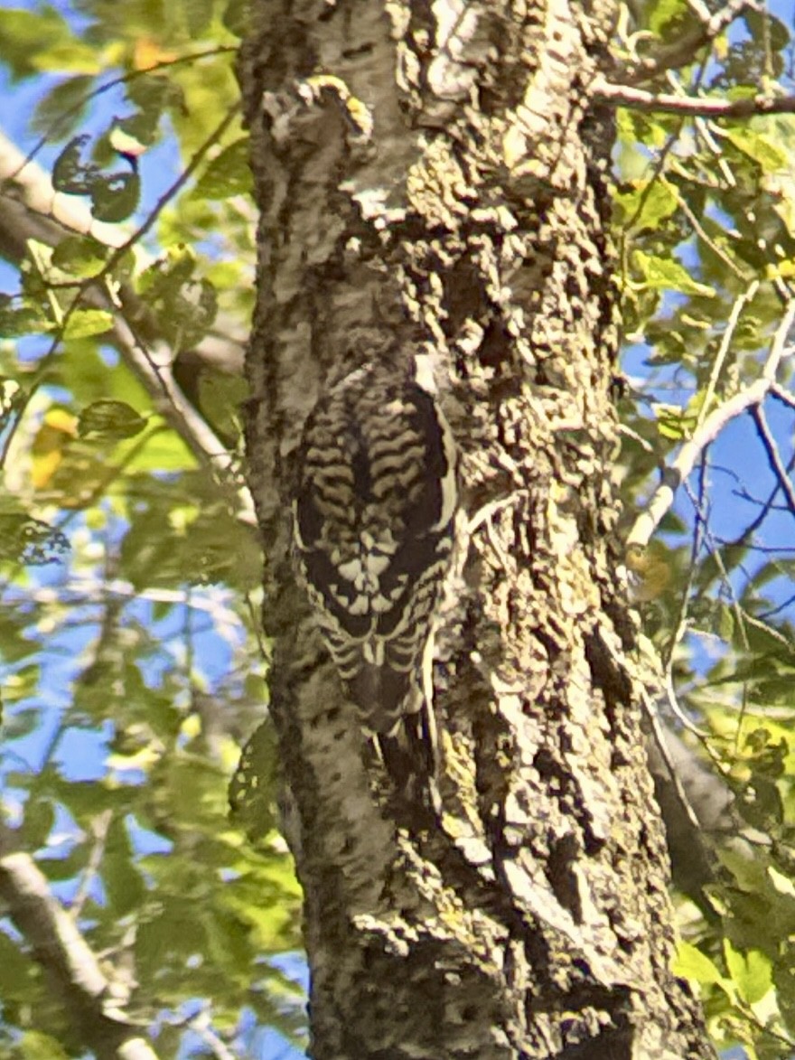 Yellow-bellied Sapsucker - ML642816367